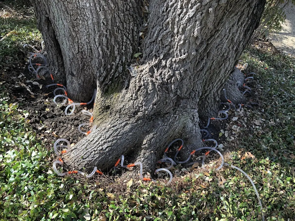 Detailed Tree Cabling and Bracing job site in Protection