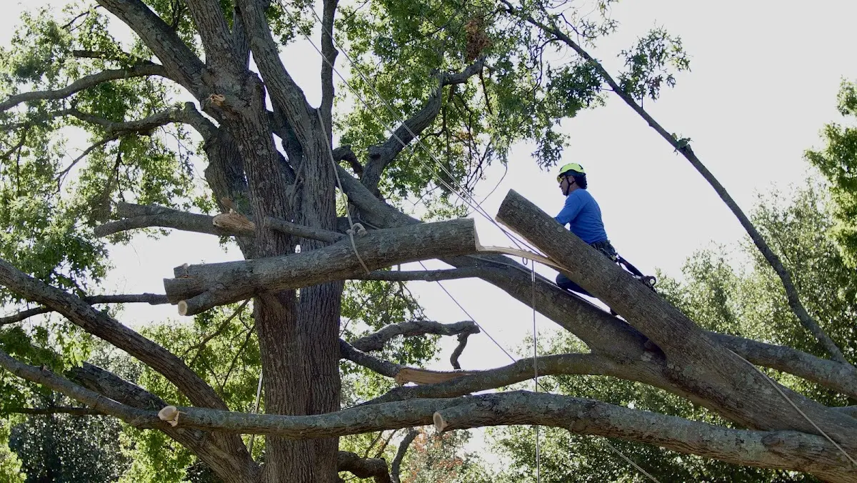 Professional Crown Thinning performed by certified arborists in Protection